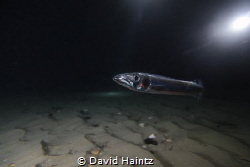 Barracuda taken at South Channel Forte in Port Philip Bay... by David Haintz 